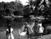 Young girls feed the swans of Sarasota Jungle Gardens - Sarasota, Florida.
