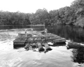 Raft of logs on the Suwannee River - Florida.