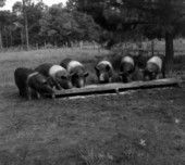 Hogs - Marianna, Florida