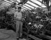 Grant Roberts tending to orchid plants in a greenhouse - Weeki Wachee Spring, Florida.