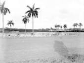 Flamingos at the Hialeah racetrack