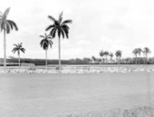 Flamingos at the Hialeah racetrack