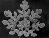 Beautiful leaf of a plant raised by Reasoner's Tropical Nurseries - Bradenton, Florida