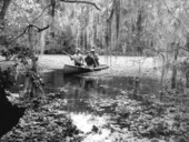 Men canoeing in Corkscrew Swamp - Collier County, Florida
