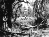 Men canoeing in Corkscrew Swamp - Collier County, Florida