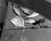 Freshly caught angel fish and mangrove snapper - Marquesas Keys, Florida