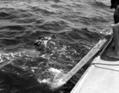 Spear fishing scuba diver with his flounder catch - Destin, Florida.