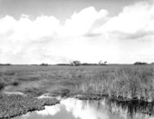 Landscape of the Everglades - Collier County, Florida