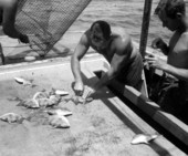 Fish being captured for use at the Gulfarium - Fort Walton Beach, Florida