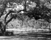 View of the springs - Sanlando Springs, Florida