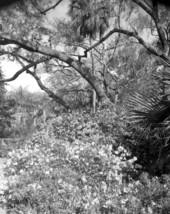 Trees at the park - Sanlando Springs, Florida