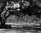 Scenic view of Sanlando Springs - Seminole County, Florida