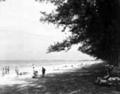 People on the beach in the shade of Australian pines.