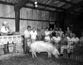 Landrace swine auction - Live Oak, Florida