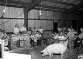 Landrace swine auction - Live Oak, Florida