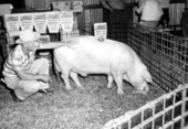 Landrace swine auction - Live Oak, Florida