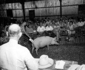 Landrace swine auction - Live Oak, Florida