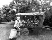 Mrs. Marion Sibbey working on her display of orchids - South Miami, Florida.