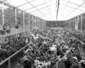 Mrs. Marion Sibbey poses with orchids raised in greenhouse - South Miami, Florida.