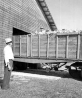 W.M. Inman receiving shipment of hybrid corn for feedlot usegraphic