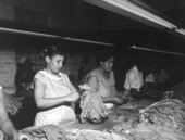Workers retying wrapper tobacco leaf into units - Quincy, Florida