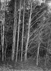 White gum trees - Bristol, Florida