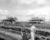 Celery harvesting at Wedgworth Farms - Belle Glade, Florida.