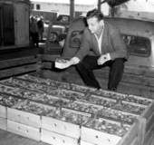 Joe Wishnatzki examines a carton of strawberries - Plant City, Florida
