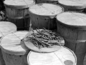 Baskets of snap beans - Pompano Beach, Florida