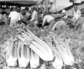 Celery - Belle Glade, Florida