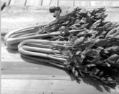 Celery - Belle Glade, Florida