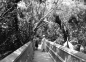 Elevated trail through Mahogany Hammock - Everglades, Florida.