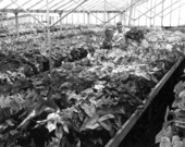 David Barringer, Sr. and Jr. work in the greenhouse at Thompson's Nursery - Apopka, Florida.