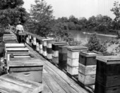 Tupelo honey beehives at Whitfield Apiaries in Wewahitchka, Florida.
