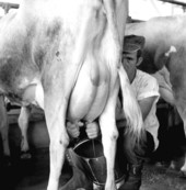 Milking a cow at the Holly Hill Dairy Farm - Duval County, Florida