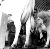 Milking a cow at the Holly Hill Dairy Farm - Duval County, Florida