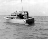 Fishermen pull in a large tarpon in Cape Coral - Cape Coral, Florida