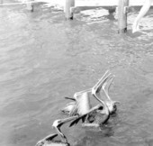 Pelicans feeding at Cape Canaveral