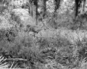 Deer - Punta Gorda, Florida