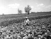 L.L. Holmes stands in field of caladiums - Highlands County, Florida