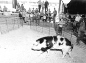 Hog on display at the North Florida Fair - Tallahassee, Florida