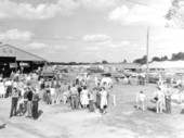 Groups of people gathered by cattle at the North Florida Fair - Tallahassee, Florida