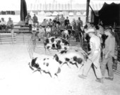Hogs at the North Florida Fair - Tallahassee, Florida