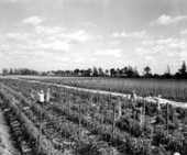 Puerto Rican laborers working in a tomato field - Delray Beach, Florida.