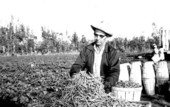 George McMurrain gathering beans - Delray Beach, Florida