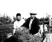 George McMurrain and his son gathering beans - Delray Beach, Florida