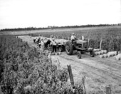 Harvesting vine ripe tomatoes - Delray Beach, Florida.
