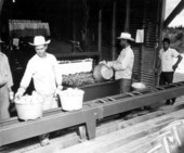 Laborers unloading tomatoes from a conveyor belt - Delray Beach, Florida.