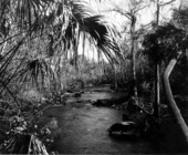 Hillsborough River - Thonotosassa, Florida.