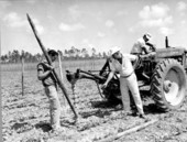 Digging poles in a bean field at Whitney Farms - Homestead, Florida